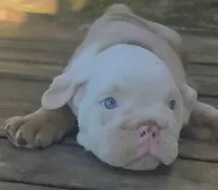 Lilac Tri Merle Boy, a male English Bulldog for sale in Sapulpa, OK – 2 of 10