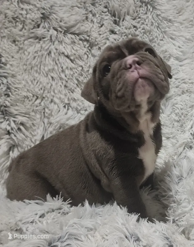 Lilac Tri Girl – English Bulldog puppy for sale in Sapulpa, OK