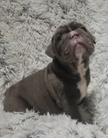 Lilac Tri Girl, a female English Bulldog for sale in Sapulpa, OK – 1 of 10