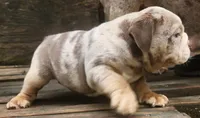 Lilac Tri Merle Girl, a female English Bulldog for sale in Sapulpa, OK – 5 of 10