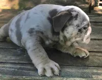 Lilac Tri Merle Girl, a female English Bulldog for sale in Sapulpa, OK – 6 of 10