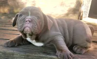 Lilac Tri Girl, a female English Bulldog for sale in Sapulpa, OK – 5 of 10