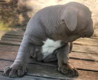 Lilac Tri Girl, a female English Bulldog for sale in Sapulpa, OK – 8 of 10