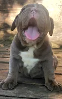 Lilac Tri Girl, a female English Bulldog for sale in Sapulpa, OK – 6 of 10
