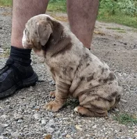 Lilac Tri Merle Girl, a female English Bulldog for sale in Sapulpa, OK – 2 of 10