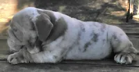 Lilac Tri Merle Girl, a female English Bulldog for sale in Sapulpa, OK – 2 of 10