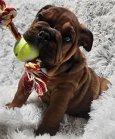 processed/75169af1-0d2d-4978-8a62-f237cbcac6d1/listing/d9d180b9-d24e-48f8-8299-52201208cbd4/450bf20f-510c-4f5f-9271-971511eb427c