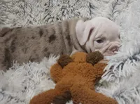 Lilac Tri Merle Boy, a male English Bulldog for sale in Sapulpa, OK – 5 of 10