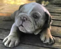 Lilac Tri Merle Girl, a female English Bulldog for sale in Sapulpa, OK – 8 of 10