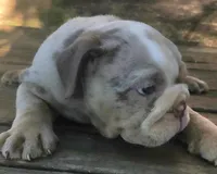 Lilac Tri Merle Girl, a female English Bulldog for sale in Sapulpa, OK – 7 of 10