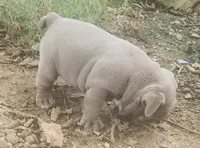 Lilac Tri Girl, a female English Bulldog for sale in Sapulpa, OK – 4 of 10