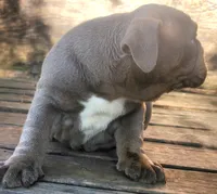 Lilac Tri Girl, a female English Bulldog for sale in Sapulpa, OK – 3 of 10