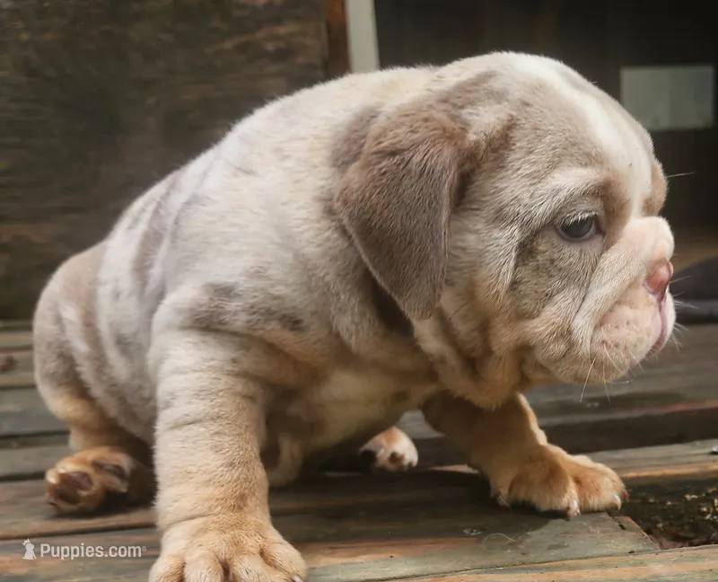 Lilac Tri Merle Girl – English Bulldog puppy for sale in Sapulpa, OK