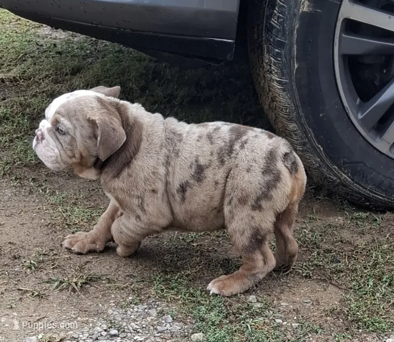 Lilac Tri Merle Girl – English Bulldog puppy for sale in Sapulpa, OK
