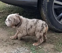 Lilac Tri Merle Girl, a female English Bulldog for sale in Sapulpa, OK – 1 of 10