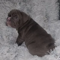 Lilac Tri Girl, a female English Bulldog for sale in Sapulpa, OK – 2 of 10