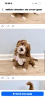 Luka, a male Goldendoodle for sale in Sellersburg, IN – 9 of 10