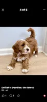 Luka, a male Goldendoodle for sale in Sellersburg, IN – 3 of 10