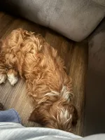 Luka, a male Goldendoodle for sale in Sellersburg, IN – 8 of 10