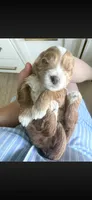 Luka, a male Goldendoodle for sale in Sellersburg, IN – 6 of 10