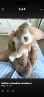 Luka, a male Goldendoodle for sale in Sellersburg, IN – 5 of 10