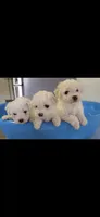 Akc Bichon , a female Bichon Frise for sale in Sarasota, FL – 2 of 4