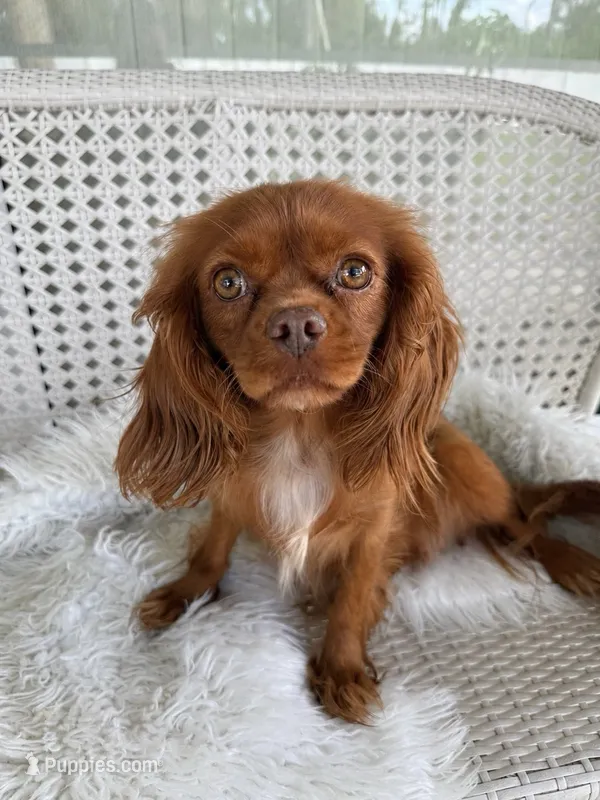  AKC lulya – Cavalier King Charles Spaniel puppy for sale in Sarasota, FL