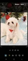Akc Bichon , a female Bichon Frise for sale in Sarasota, FL – 3 of 4
