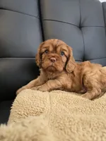 AKC Nik, a male Cavalier King Charles Spaniel for sale in Sarasota, FL – 1 of 2