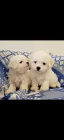 Akc Bichon , a female Bichon Frise for sale in Sarasota, FL – 4 of 4