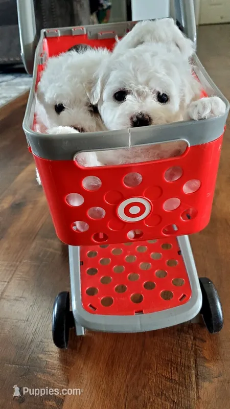 Akc Bichon  – Bichon Frise puppy for sale in Sarasota, FL