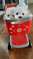 Akc Bichon , a female Bichon Frise for sale in Sarasota, FL – 1 of 4