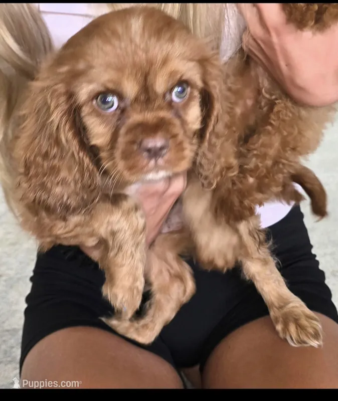  AKC lulya – Cavalier King Charles Spaniel puppy for sale in Sarasota, FL