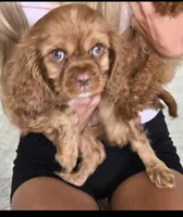  AKC lulya, a female Cavalier King Charles Spaniel for sale in Sarasota, FL – 1 of 1