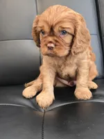  Magnum, a male Cavalier King Charles Spaniel for sale in Sarasota, FL – Photo 2 of 2