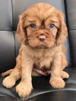  Magnum, a male Cavalier King Charles Spaniel for sale in Sarasota, FL – Photo 1 of 2