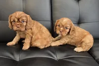  AKC Nik, a male Cavalier King Charles Spaniel for sale in Sarasota, FL – 2 of 2