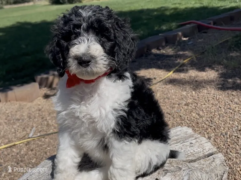 AKC Moyen Poodle  – Poodle - Standard  puppy for sale in Byers, CO