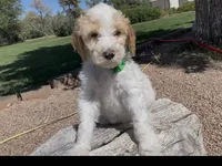 AKC Moyen Poodle , a male Poodle - Standard  for sale in Byers, CO – 6 of 6