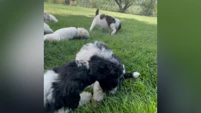 AKC Moyen Poodle , a male Poodle - Standard  for sale in Byers, CO – 2 of 6