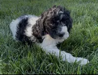 AKC Moyen Poodle , a male Poodle - Standard  for sale in Byers, CO – 3 of 6