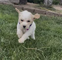 AKC Moyen Poodle , a male Poodle - Standard  for sale in Byers, CO – 5 of 6