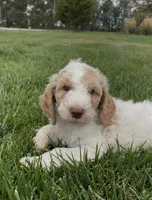 AKC Moyen Poodle , a male Poodle - Standard  for sale in Byers, CO – 4 of 6