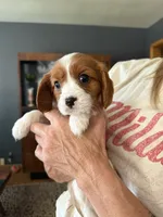 Houdini, a male Cavalier King Charles Spaniel for sale in Bellevue, NE – 2 of 4