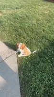 Houdini, a male Cavalier King Charles Spaniel for sale in Bellevue, NE – 4 of 4