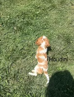 Houdini, a male Cavalier King Charles Spaniel for sale in Bellevue, NE – 3 of 4