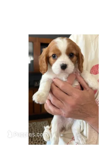 Houdini – Cavalier King Charles Spaniel puppy for sale in Bellevue, NE