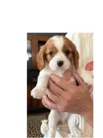 Houdini, a male Cavalier King Charles Spaniel for sale in Bellevue, NE – 1 of 4