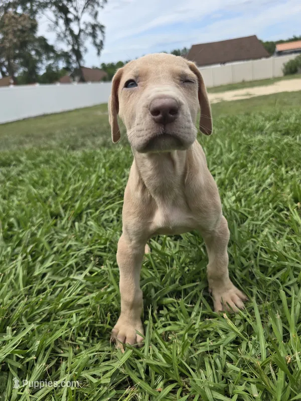 Roxy – Great Dane puppy for sale in Ocala, FL