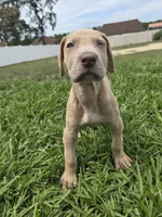 Roxy, a female Great Dane for sale in Ocala, FL – 1 of 4